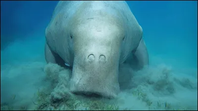 Quel est l'autre nom de cette ''vache de mer'' ?