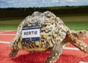 Quiz Les records chez les animaux