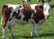 Quiz Principales races bovines laitires et allaitantes
