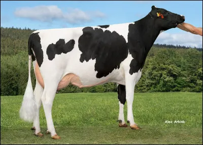 Quelle est cette race de vaches ?