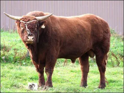 Quelle est cette race de vaches ?