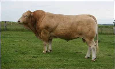 Quelle est cette race de vaches ?