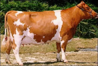 Quelle est cette race de vaches ?