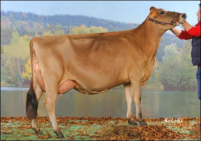 Quelle est cette race de vaches ?