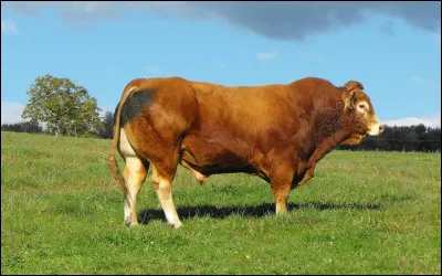 Quelle est cette race de vaches ?