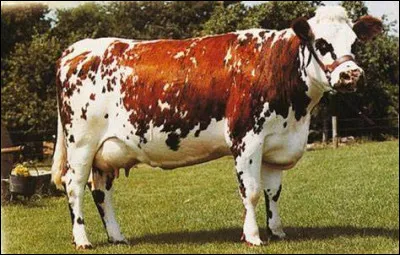 Quelle est cette race de vaches ?