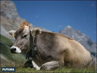 Quelle est cette race de vaches ?