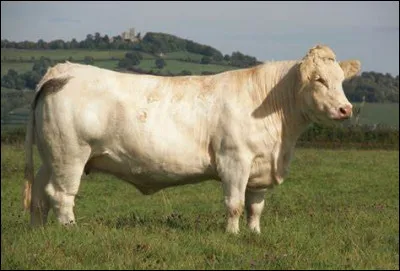 Quelle est cette race de vaches ?