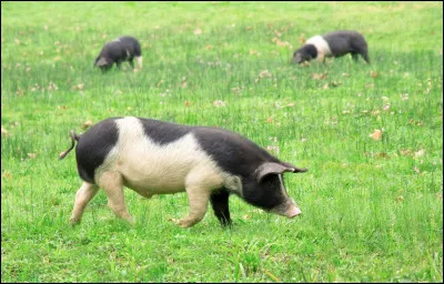 Quelle est la race de ce porc ?