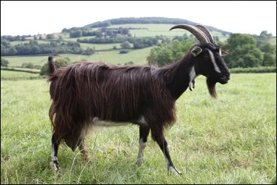 Quelle est la race de cette chèvre ?