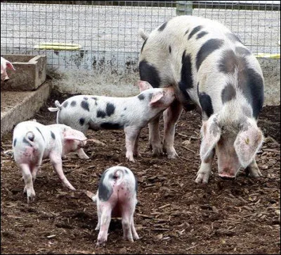 Quelle est la race de ce porc ?