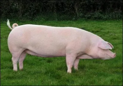 Quelle est la race de ce porc ?