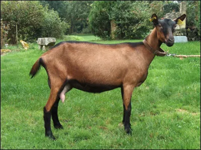 Quelle est la race de cette chèvre ?