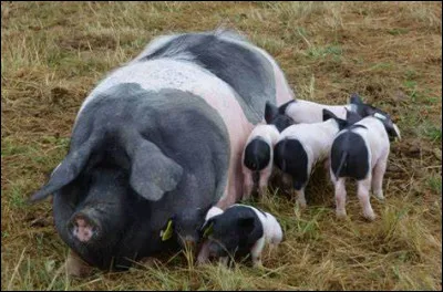 Quelle est la race de ce porc ?