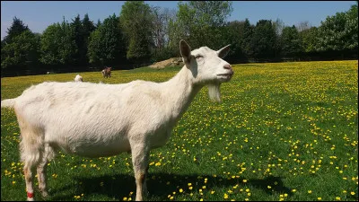 Quelle est la race de cette chèvre ?