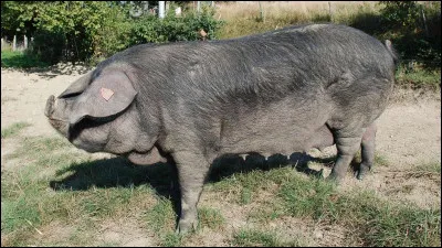 Quelle est la race de ce porc ?