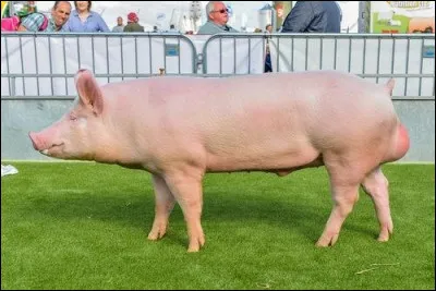 Quelle est la race de ce porc ?