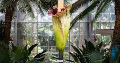 Quel est le nom de la plus grande fleur du monde ?