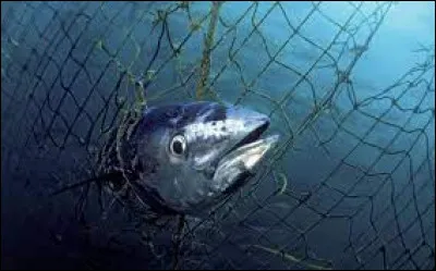 Quel espèce de thon est menacée d'extinction ?