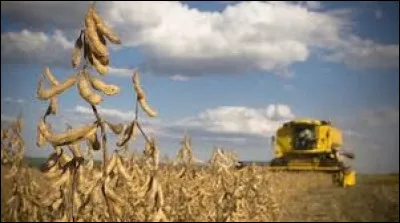 De l'eau il en faut pour les cultures. À ce propos laquelle consomme le plus d'eau ?