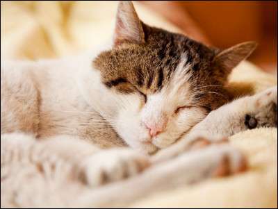 Le chat dort combien de temps en moyenne ?