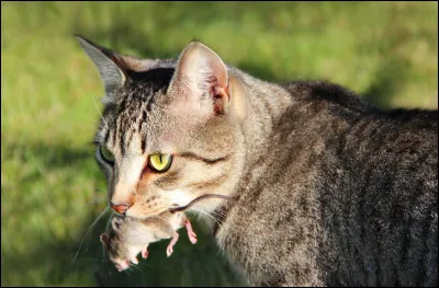 Grâce à qui la domestication des chats s'est-elle répandue dans le monde ?