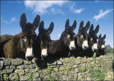 Quelle est cette race ?