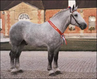 Quelle est cette race ?