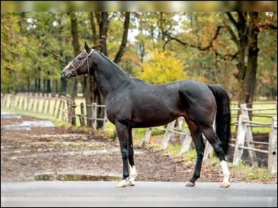 Quelle est cette race ?