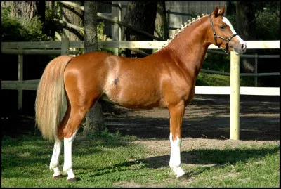 Quelle est cette race ?