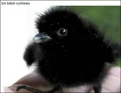 Quel est le petit du corbeau ?