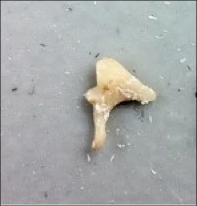 Que collectionne un incudinophile ?