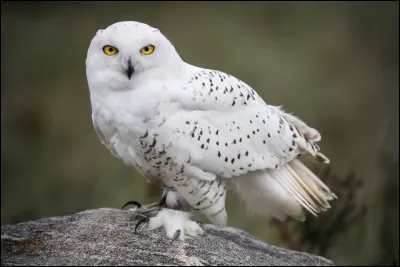 Quel animal emporterais-tu ?