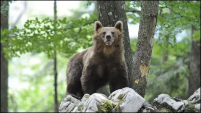 Tu es dans une arène et tu dois combattre un ours enragé !
Que fais-tu ?
