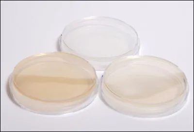 Quel est le nom de cette boîte cylindrique transparente utilisée en microbiologie pour la culture de micro-organismes, de bactéries et de cellules d'organismes ?