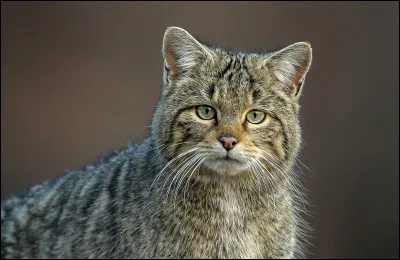 Quel est le nom de cet animal ?