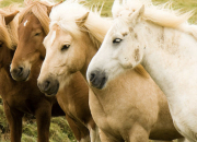 Quiz Les chevaux islandais