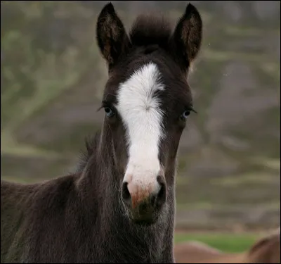 Quel est son pays d’origine ?