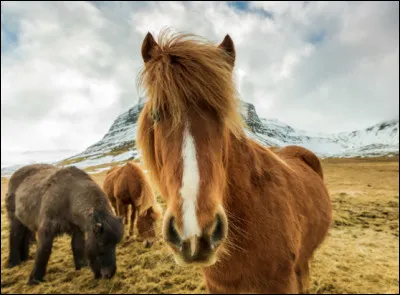 Combien y a-t-il d�&eacute;leveurs en France ?