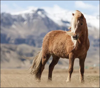 Son poids moyen est de…