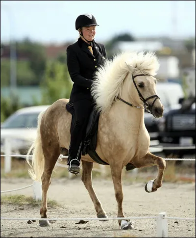 Quelles sont les deux allures qui lui sont propres ?
