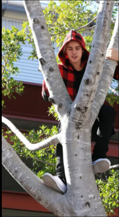 Aimes-tu monter dans les arbres ?