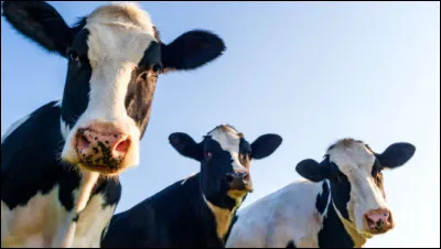Aimerais-tu garder les vaches ?