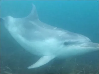 Quelle est la bonne orthographe de cet animal ?