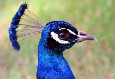 Quelle est la bonne orthographe de cet animal ?