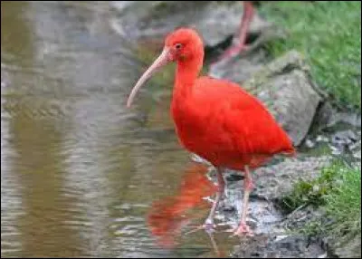 Quel est le nom de cet oiseau rouge ?