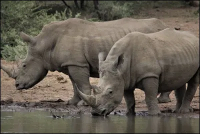 Quelle est l�esp&egrave;ce la plus menac&eacute;e ?