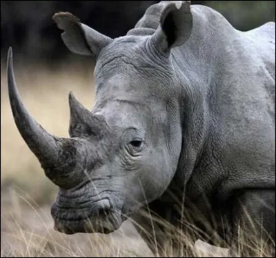 Quel est son poids &agrave; la naissance ?