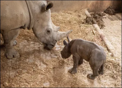 Quelle sous-esp&egrave;ce de rhinoc&eacute;ros blanc a disparu ?