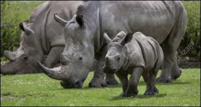 Combien le rhinoc&eacute;ros de Java a-t-il de cornes ?
